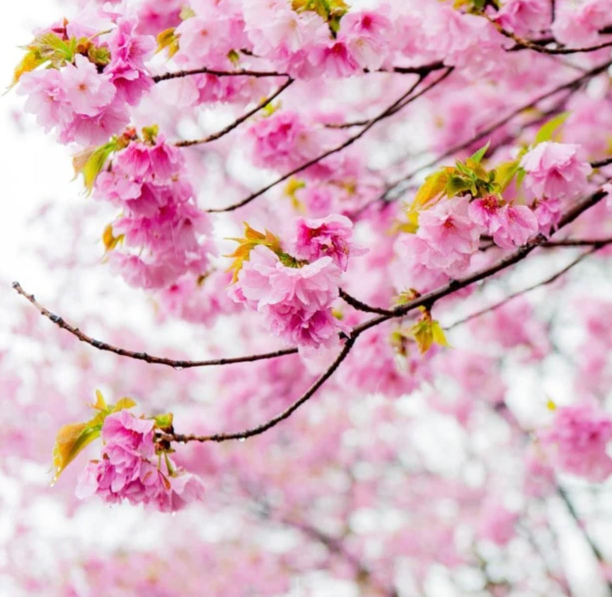 5 Japanese Cherry Blossom Tree Seeds Prunus Serrulata the Kwanzan Cherry Tree Huge Blooms Etsy