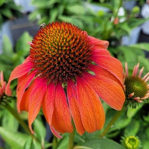 30 Coneflower Seeds echinacea wildflower seeds