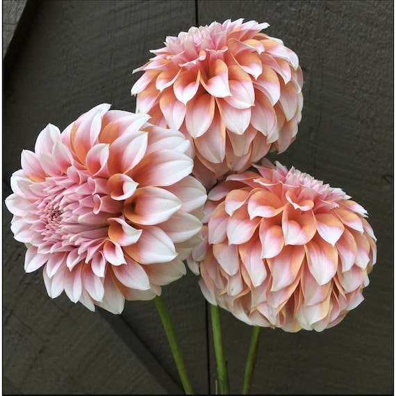 12 Peach Dahlia Seeds - Summer Garden Flowers - MASSIVE Petals