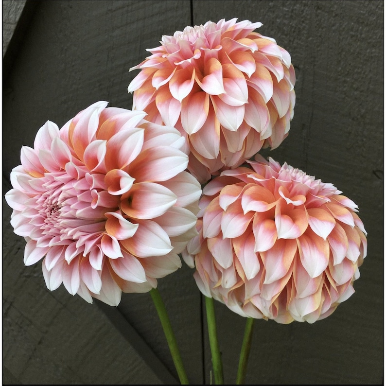12 Peach Dahlia Seeds - Summer Garden Flowers - MASSIVE Petals image 1