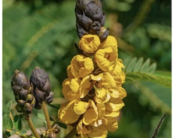 Cassia Seeds 'Senna didymobotrya'  Tropical Hardy Plant FAST growing upright shrub Non GMO