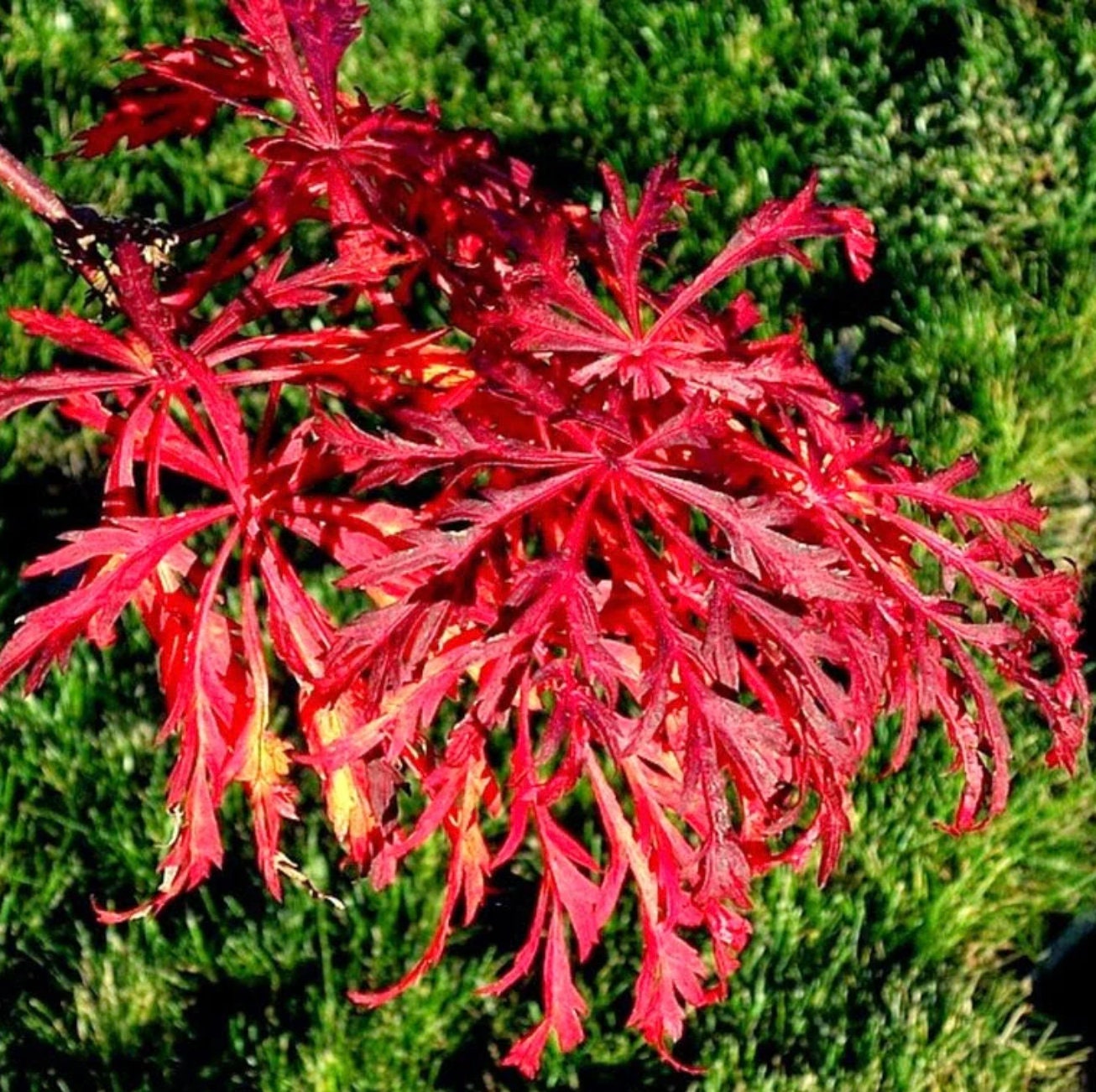 Acer Japonicum 'green Cascade' Full Moon Japanese Maple - UNIQUE