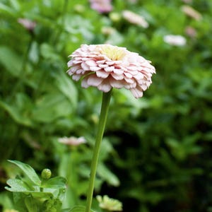 Pu&ograve; includere: Un singolo fiore di zinnia rosa con un centro giallo sboccia su uno sfondo di fogliame verde.