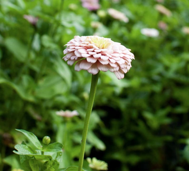 Pu&ograve; includere: Un singolo fiore di zinnia rosa con un centro giallo sboccia su uno sfondo di fogliame verde.