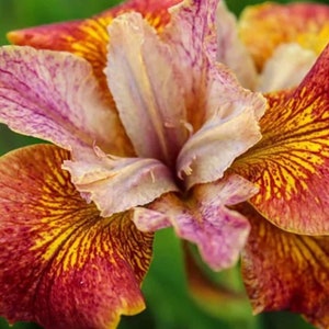 10 Paprikash Siberian Iris Seeds HIGH GERMINATION RATE