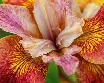 10 Paprikash Siberian Iris Seeds HIGH GERMINATION RATE
