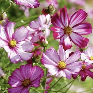 Cosmos Seeds – Picotee Pink Variety | Cosmos bipinnatus | Heirloom Pollinator Flower | Easy Annual for Cut Gardens