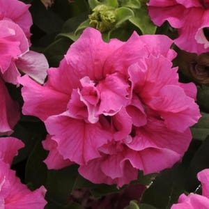 20 Double Pink Petunia Seeds – Trailing Rose Petunias for Containers & Hanging Baskets | Fast-Growing Annual