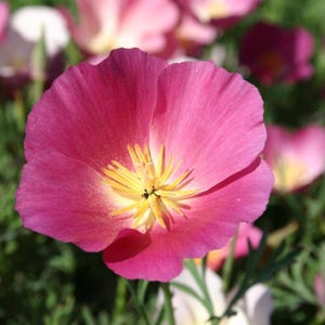 50 Organic California Poppy Seeds Purple Gleam Poppy Wildflower Seeds