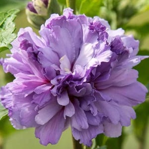 Hibiscus Rose of Sharon Seeds – Double Bloom Hibiscus syriacus | Hardy Shrub for Hedges, Borders & Pollinator Gardens