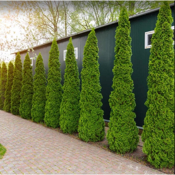 30 Degroot's Spire Arborvitae Seeds  Columnar Evergreen Privacy Hedge -  Etsy