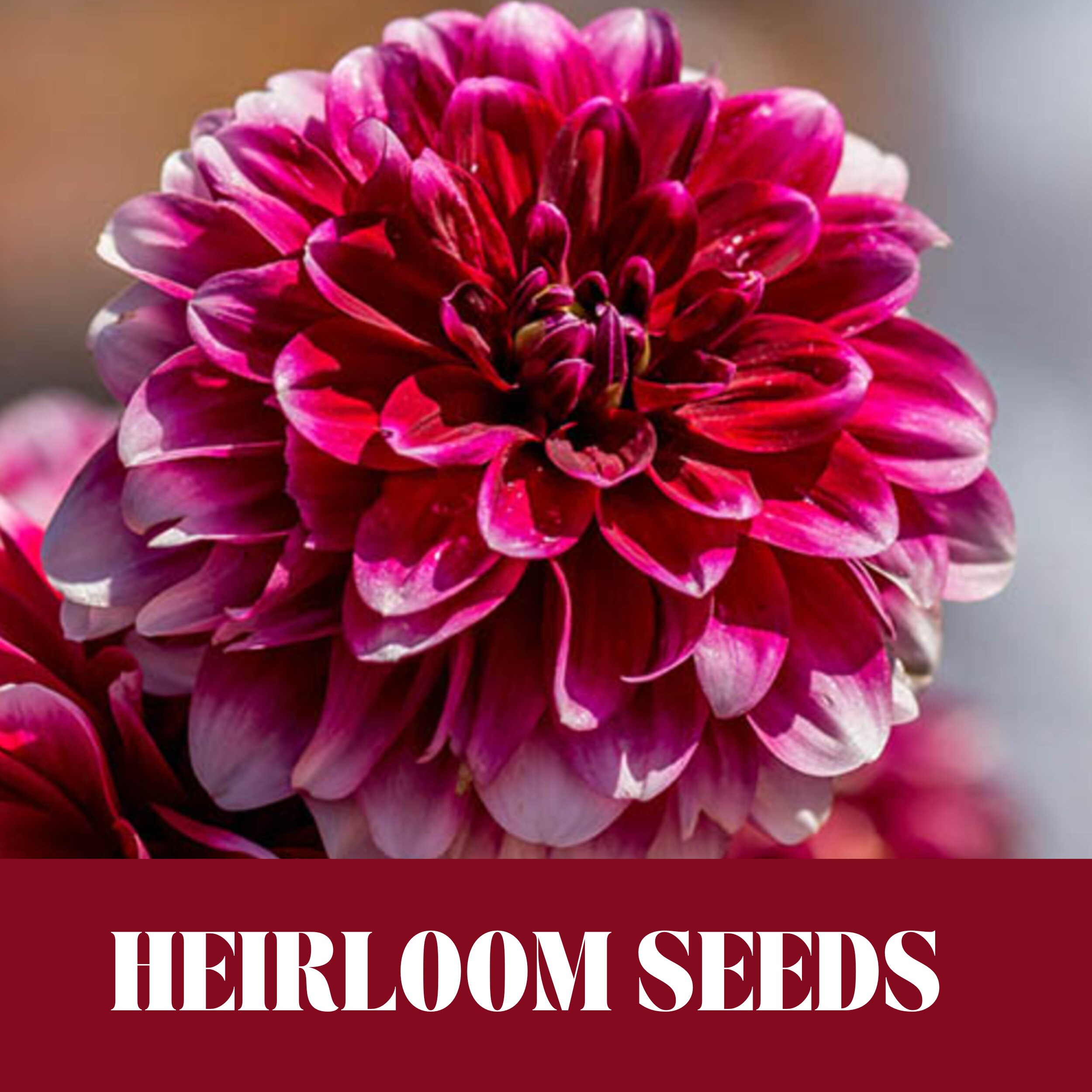 echinacea purpurea seeds Created By Nature Purple Coneflower Seeds, 3,800 Perennial Flower Seeds, Deer-Resistant Perennial Wildflower Seeds