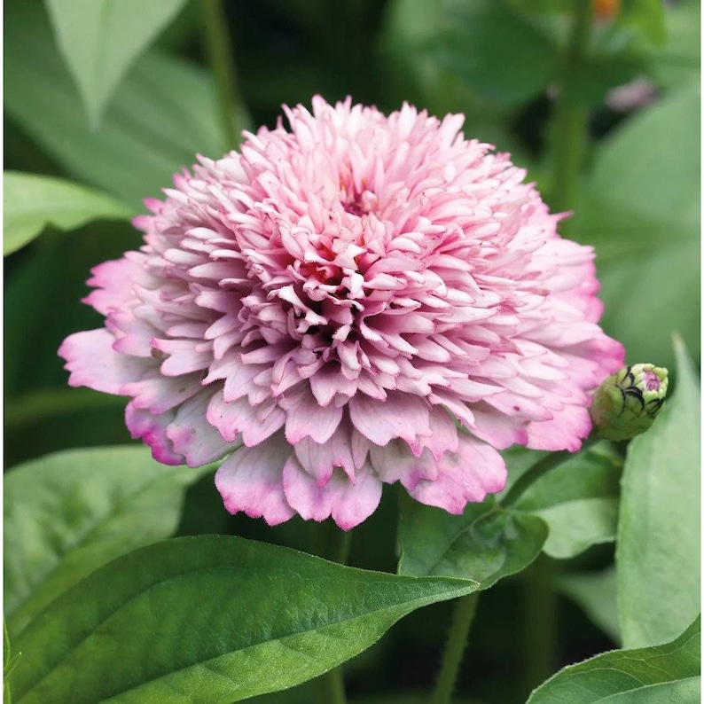 Pode incluir: Um close-up de uma flor de z&iacute;nia rosa e branca com borda franjada. A flor est&aacute; em plena flora&ccedil;&atilde;o e tem uma apar&ecirc;ncia delicada e em camadas.
