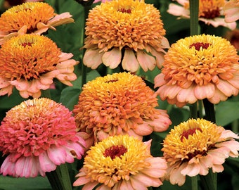 Zinnia Seeds California Giants Cupcake Mix - RAW SEED - Blush Zinnia Flowers Peach Annuals Non GMO Flower Seeds