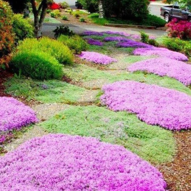Puede incluir: Una vista cercana de un jard&iacute;n con un camino hecho de peque&ntilde;as piedras. El camino est&aacute; bordeado de parches de flores moradas y hierba verde.
