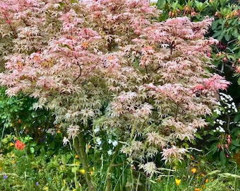 Acer Palmatum Maple Tree Seeds COMBO, 10 Ukigumo Floating Clouds, 10 Red Dragon Weeping Tree Seeds