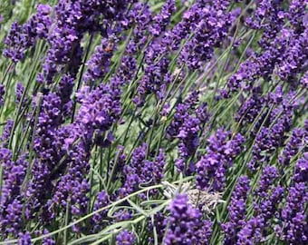 100 English Lavender Seeds Heirloom Organic lavender