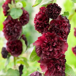50 Chater&#39;s Double Maroon Powder Puff Hollyhock Seeds / Spectacular Large Maroon, Fully Double Blooms!