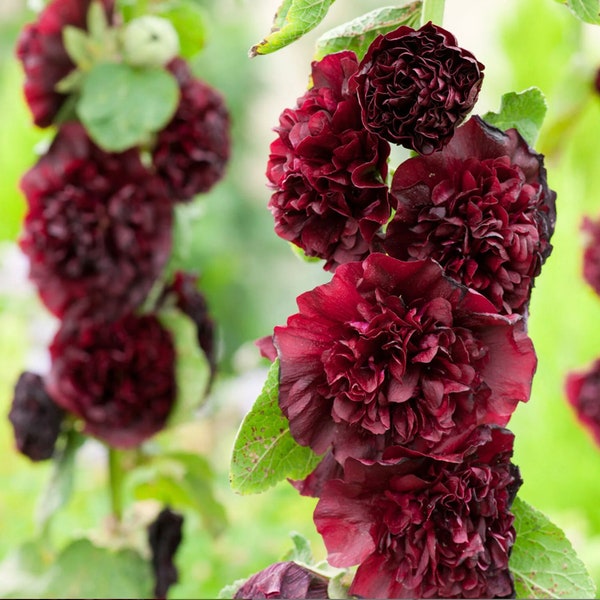 Hollyhock Seeds Etsy