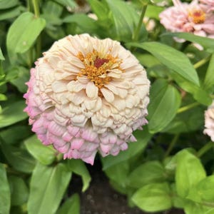 Pu&ograve; includere: Primo piano di un fiore di zinnia rosa e bianco con un centro giallo. Il fiore &egrave; in fiore e ha molti petali.