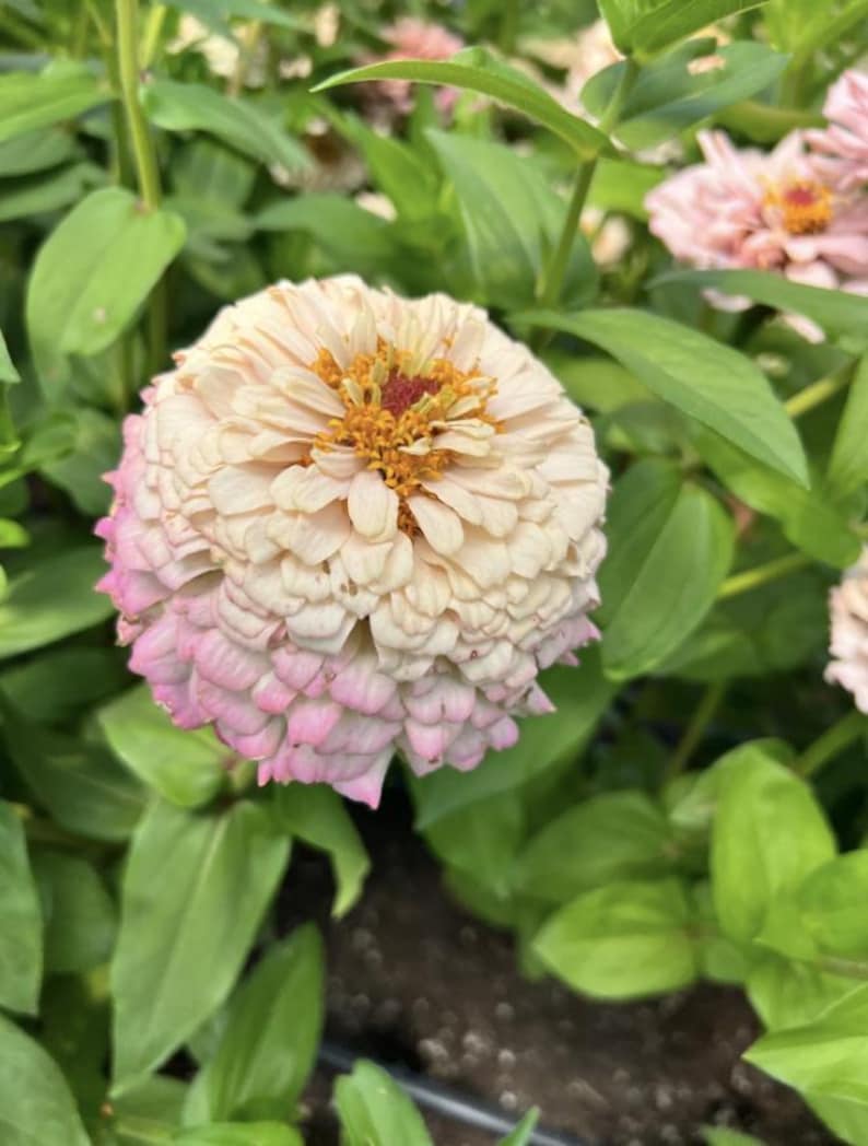Pu&ograve; includere: Primo piano di un fiore di zinnia rosa e bianco con un centro giallo. Il fiore &egrave; in fiore e ha molti petali.