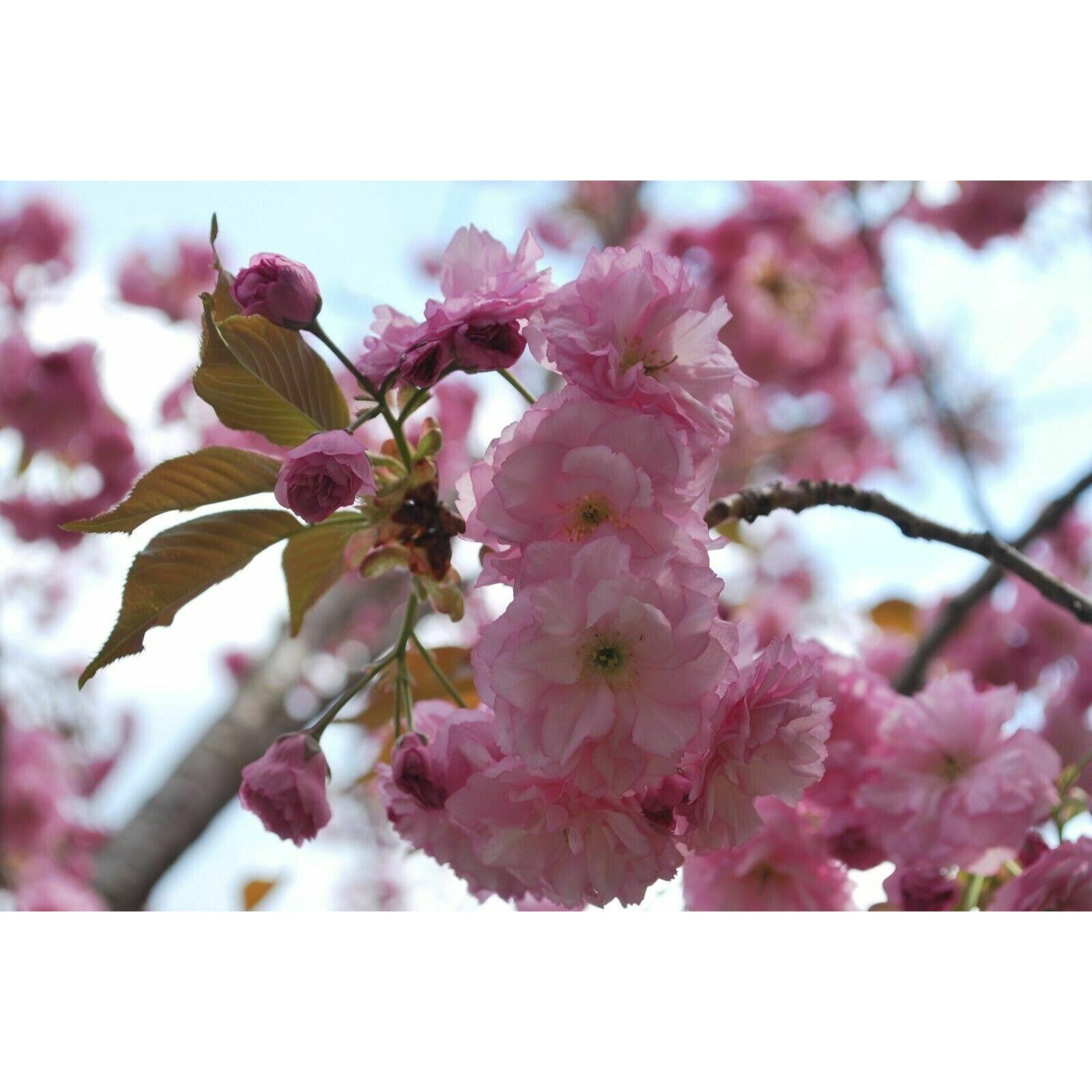 5 Japanese Cherry Blossom Tree Seeds Prunus Serrulata the Kwanzan Cherry Tree Huge Blooms Etsy