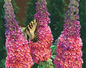 Hybrid Butterfly Bush Summer Lilac - Buddleia davidii 'Bicolor' VERY EASY to grow - Birds & Butterflies love the honey fragrance!