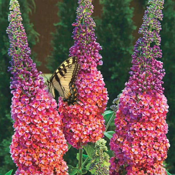 Hybrid Butterfly Bush Summer Lilac - Buddleia davidii 'Bicolor' VERY EASY to grow - Birds & Butterflies love the honey fragrance!