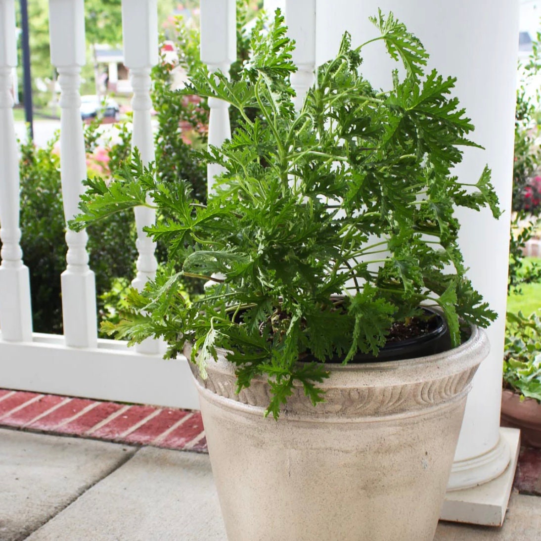 go go plant Go Go Peach Dahlia  Breck's