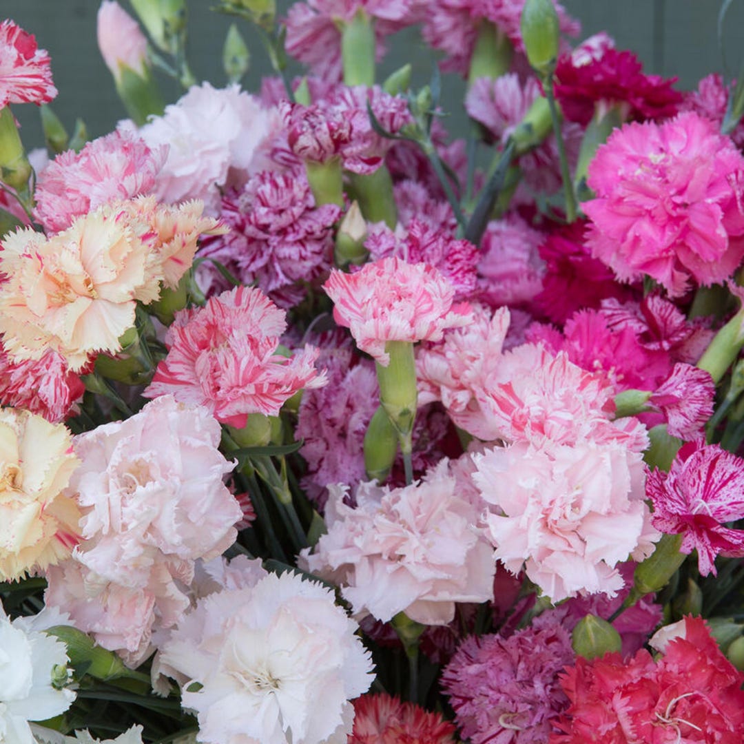 Carnation Seeds “chabaud Mix’ Long Stemmed Carnations for Cut Flowers ...
