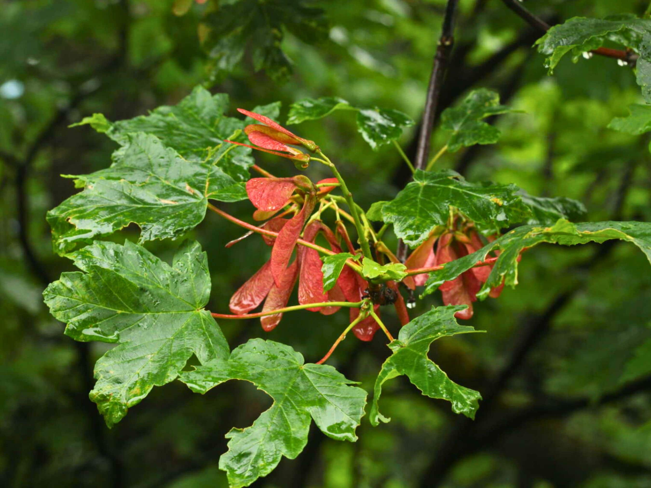 Maple Tree Seeds 'acer Heldreichii' Fast Growing Red Maple 'geldreich ...