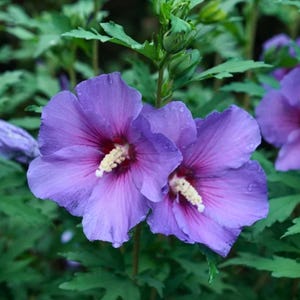 Hibiscus Rose of Sharon Seeds – Hibiscus syriacus | Hardy Flowering Shrub | Pollinator-Friendly I Hibiscus Plant Seed
