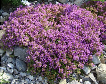 Organic Creeping Thyme Seeds Perennial Ground Cover Plants Seeds
