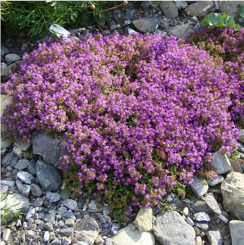 Puede incluir: Primer plano de una planta con flores moradas que crece en un lecho de piedras grises.