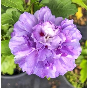 15 Double Hibiscus Seeds I Rose of Sharon Double Chiffon Hibiscus I Drought Tolerant Plant I Bees and Hummingbird Pollinator Plants