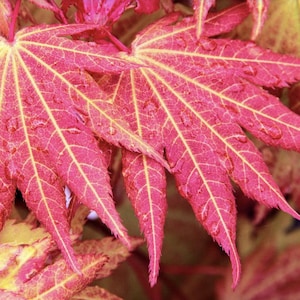 Acer shirasawanum ‘Autumn Moon’ Full Moon Maple Tree Seeds