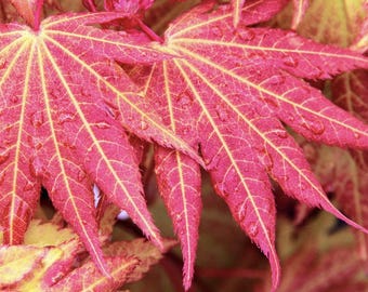 May include: Close-up of a Japanese maple leaf with a vibrant pink and yellow color. The leaf has a delicate, intricate vein pattern and is covered in small water droplets.