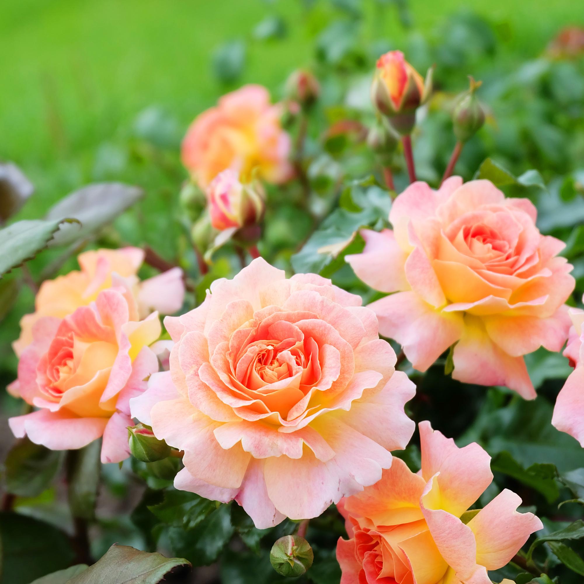 ピーチローズ Funky Peach Rose-方可桃 | Netherland Cut Roses – Ergongzy Roses