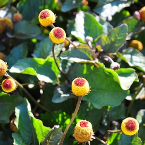 Paracress, Toothache Plant Seeds, Acmella Oleracea, Rare Plant Seed