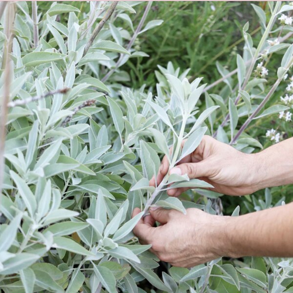 Organic White Sage Seeds / Salvia Sage