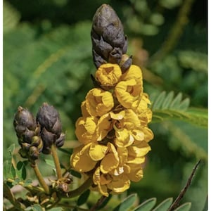 25 Organic Popcorn Cassia Seeds 'Senna didymobotrya'  Medicinal Seeds Pollinator Flower Seeds Tropical Plants