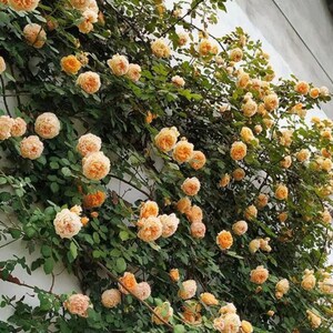 20 Orange Climbing Rose Seeds Climbing Roses Peach Rose Orange Rose ...