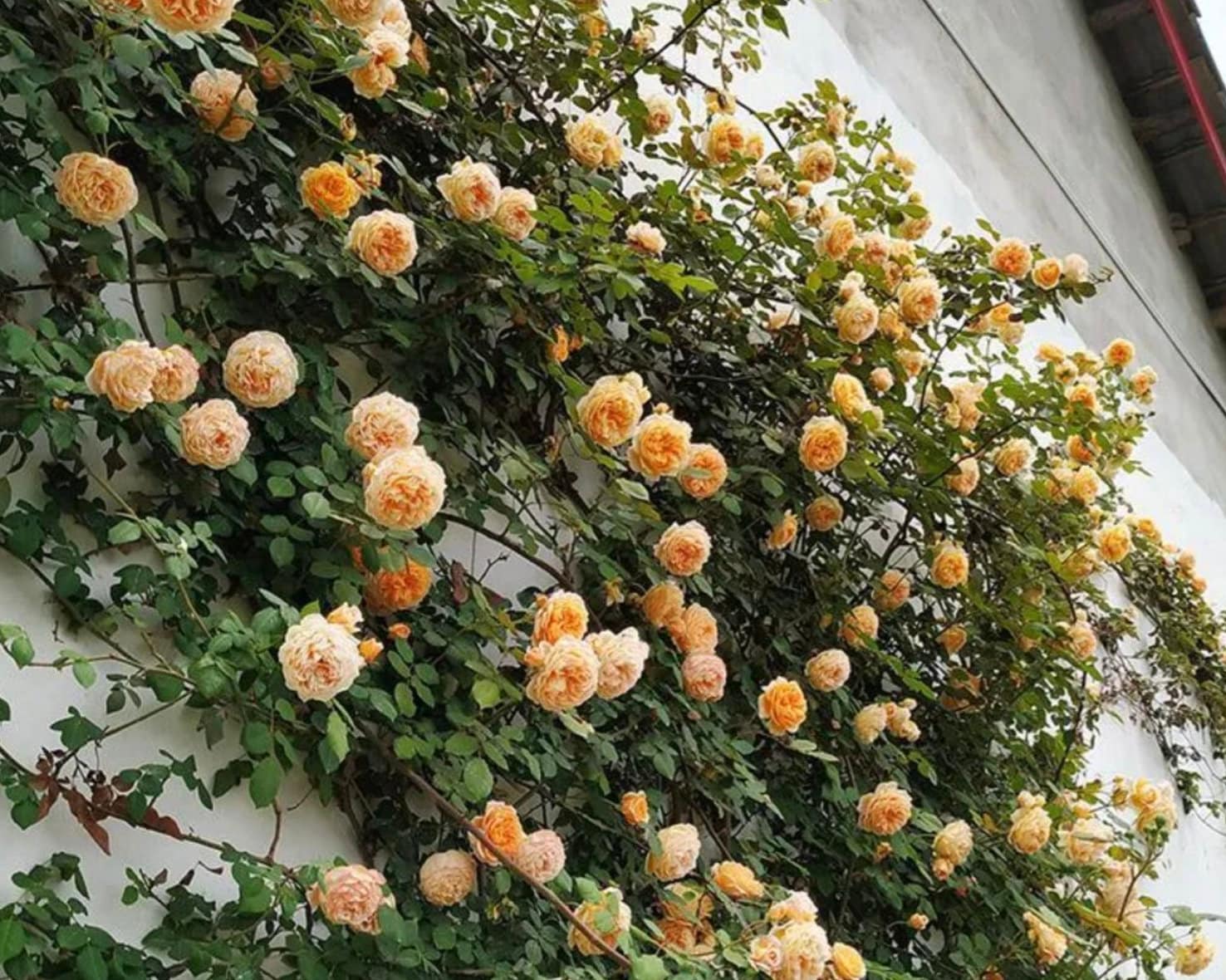 40 Orange Climbing Rose Seeds Climbing Roses Peach Rose Orange Rose ...
