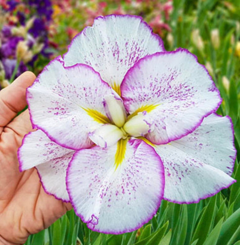 5 Japanese Iris Ensata Seeds - GIANT Iris Flower - 2x the size of an old fashion Iris Ensata - Gorgeous speckled Purple/Pink Petals.