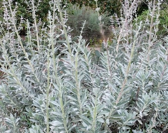 White Salvia Seeds 'Salvia Apiana Seeds, California Sage Seeds