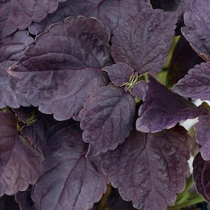 Coleus Seeds Easy to Grow Foliage Plants, Black Coleus