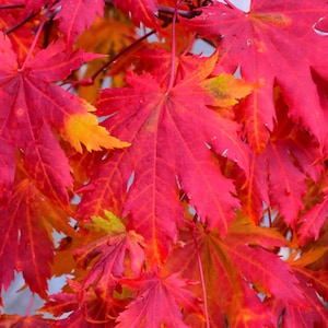 Korean Maple Seeds – Acer pseudosieboldianum | Bonsai Maple Tree | Japanese Maple Alternative for Zones 4–8 | Ornamental Tree