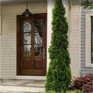 May include: A dark brown wooden front door with glass panels and a silver handle. The door is set in a white and light blue exterior with a tall green evergreen tree to the right. A vintage-style light fixture hangs above the door.