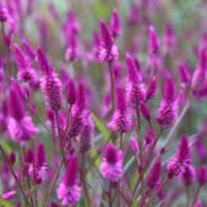 10 Organic Japanese Indigo Seeds  (persicaria tinctoria)  Seeds for Indigo Dye - Heirloom Seeds for Planting