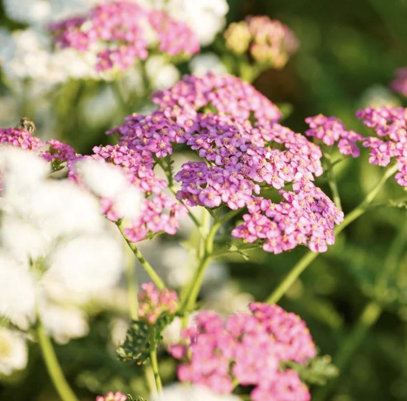 May include: Close-up of pink yarrow flowers in bloom. The flowers are clustered together in a bouquet-like shape, with delicate petals and a yellow center. The background is blurred, showing green foliage.